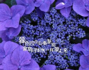 说球帝