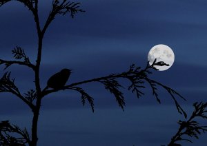 说球帝